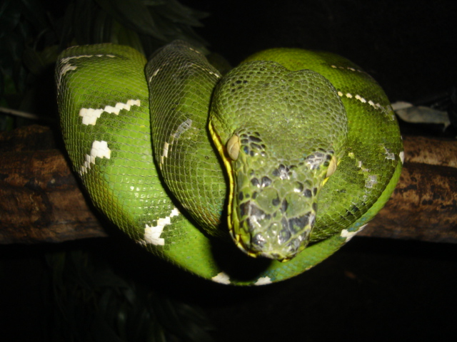My female northern